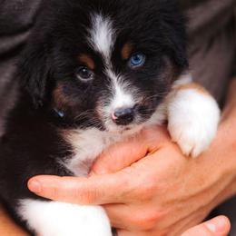 Rose - Black tri-color female Australian Shepherd puppy in Georgetown, Texas from River Reign Australian Shepherds