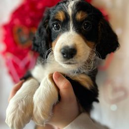 Henry - Tri-color Bernedoodle puppy in Maryville, Missouri from M&M Mini Bernedoodles