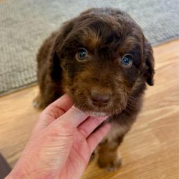 Keebler - Red tri-color male Aussiedoodle puppy in Heber City, Utah from Junipersdoodles