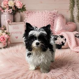 Bunny - Parti female Yorkshire Terrier puppy in Knoxville, Tennessee from Little Yorkie Company
