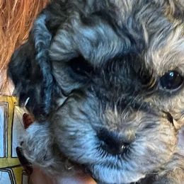 Assorted Doodle Crosses, Cockapoos, Newfoundlands, and Poodles from Lovin Lil CutiePoos