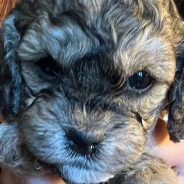 Assorted Doodle Crosses, Cockapoos, Newfoundlands, and Poodles from Lovin Lil CutiePoos