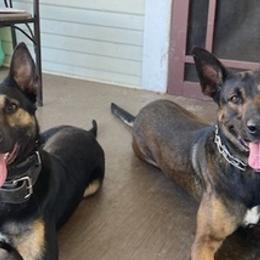 Belgian Malinois from 11:11 Working Dogs