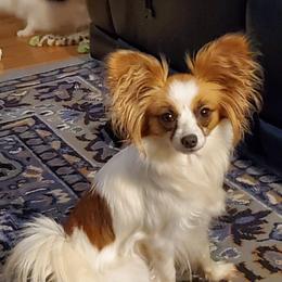 Mia - Papillon