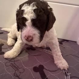 Roma - White female Lagotto Romagnolo puppy in Chehalis, Washington from Scarlet Oak Lagotti