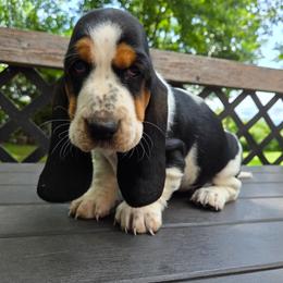 Willow - Black white and brown female Basset Hound puppy in Denison, Texas from Emma Lou's Baby Bassets
