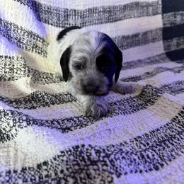 Girl 2 - Black and white female Cockapoo puppy in Joplin, Missouri from Double J Cockapoos