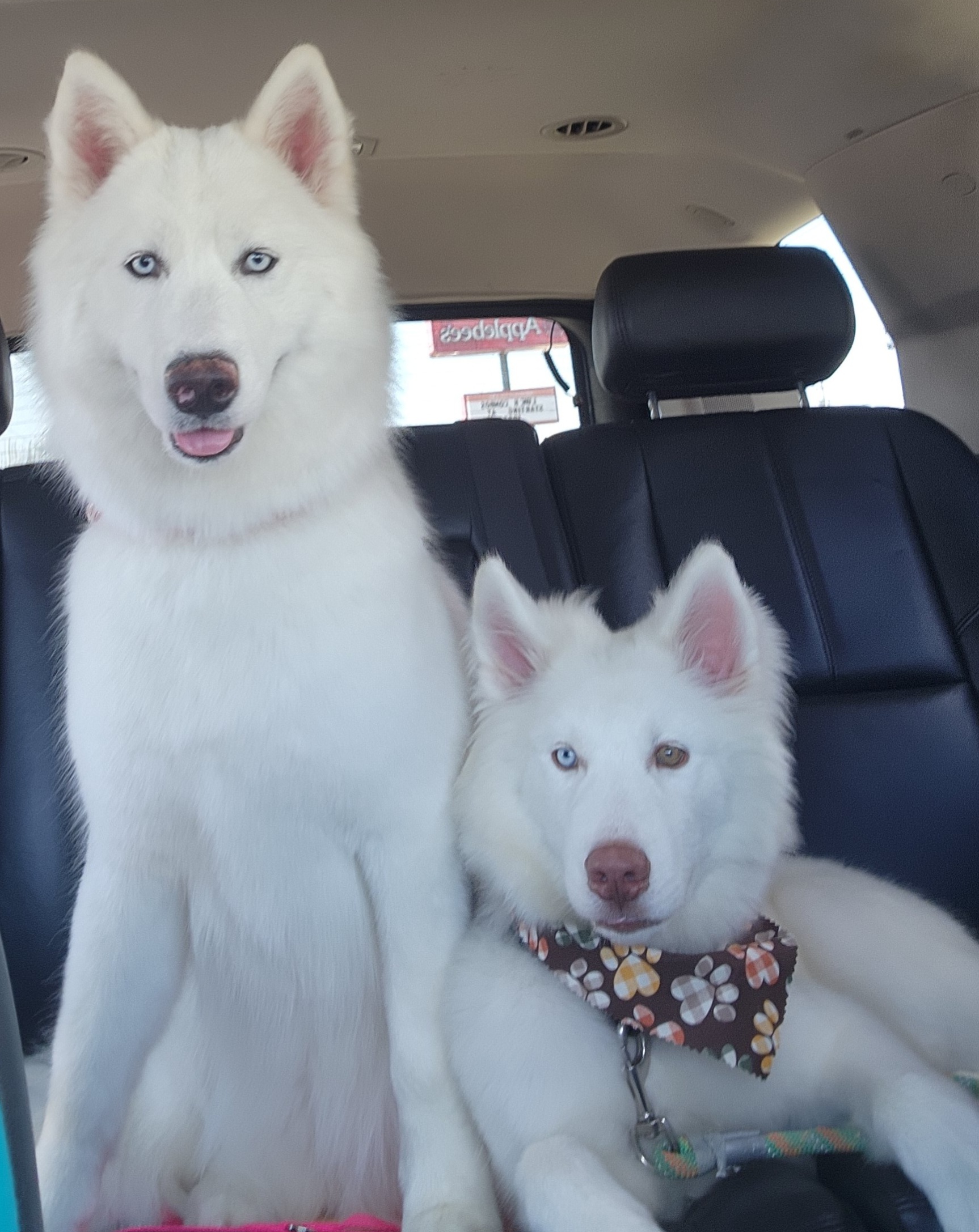 Siberian Husky All Grown Up from Boden Breeding