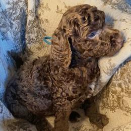 Teal Collar Boy - Silver-beige  male Poodle puppy in Oklahoma City, Oklahoma from Velvet Standards
