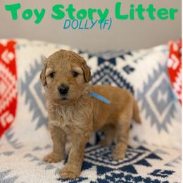Dolly - Apricot female Goldendoodle puppy in Houston, Texas from Golden Life Doodles