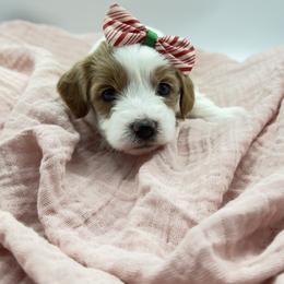 Kandy - Red female Havapoo puppy in Loveland, Colorado from Littledoodles2love