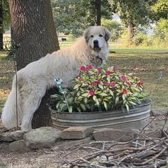 Loki - Great Pyrenees