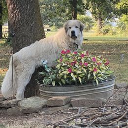 Loki - Great Pyrenees