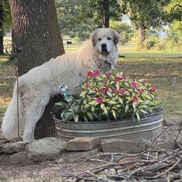 Loki - Great Pyrenees