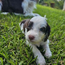 Daphne - Brown and white female Aussiedoodle puppy in Easley, South Carolina from Addy Greaton Farms