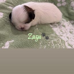 Zazu - Black gold and white male Shih Tzu puppy in Pearland, Texas from Pup Paw-lace
