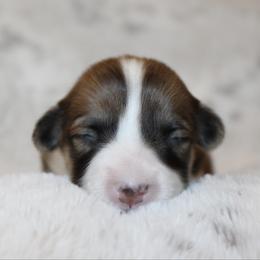 Marigold (fluffy) - Red female Pembroke Welsh Corgi puppy in Goliad, Texas from Rogers’ Fluffy Butt Corgis