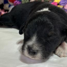 Riven (has tail) - Black tri-color male Australian Shepherd puppy in Butler, Georgia from Aussies at Howling Hill Farm