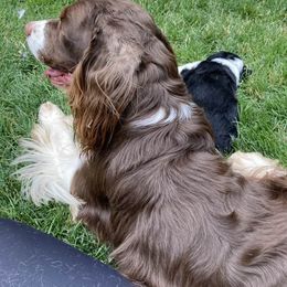 English Springer Spaniel Puppies from Ivy Hill English Springer Spaniels