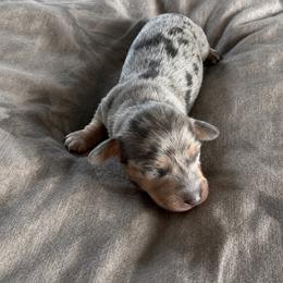 Leo - Dapple male Dachshund puppy in Moreno Valley, California from rdachshunds