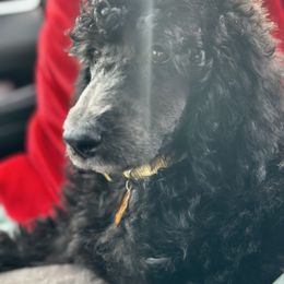 Goldendoodle and Poodle Puppies from Poodles & Doodles of the 716🦬