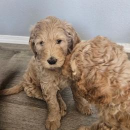 Goldendoodle Puppies from Lucy's Golden Doodles