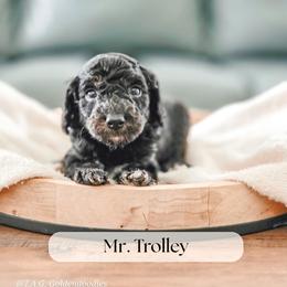 Mr. Trolley - Black male Goldendoodle puppy in Punta Gorda, Florida from Transformation Acres Goldendoodle