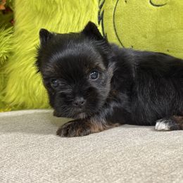 Molly - Black and tan female Yorkshire Terrier puppy in Statham, Georgia from The Yorkie Love Shack