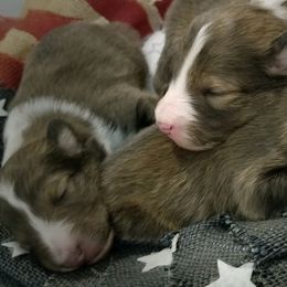 Shetland Sheepdogs from Serenade
