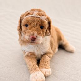 Dixie - Yellow and white female Bernedoodle puppy in Santa Barbara, California from K+C Doodles