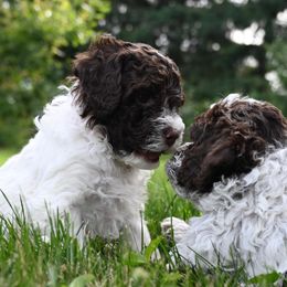 Lagotto Romagnolo Puppies from Northwest Lagotto