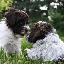 Lagotto Romagnolo Puppies from Northwest Lagotto