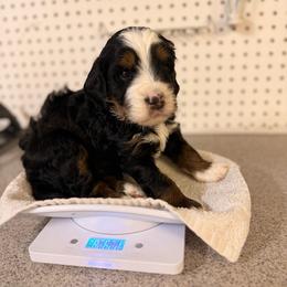 Dogwood - Tri-color male Bernedoodle puppy in Irmo, South Carolina from Palmetto Bernedoodles Boutique