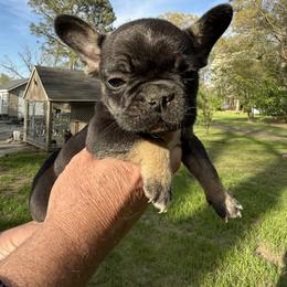 French Bulldog Puppies from Black Water Frenchies