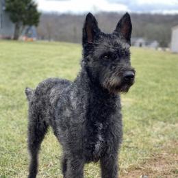 Dutch Shepherds from RARE Rough Coat / Wire Haired Dutch Shepherd