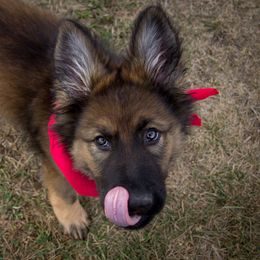 German Shepherd Puppies from Journey's German Shepherds (Kennel Vom Himmel)