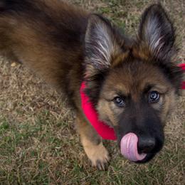 German Shepherd Puppies from Journey's German Shepherds (Kennel Vom Himmel)