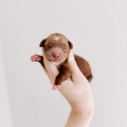 Graham - Red  male Goldendoodle puppy in Syracuse, Indiana from The Doodle Cove