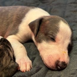 Juneau - White and blue Whippet puppy in Katy, Texas from Texas Diamond Whippets