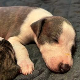Juneau - White and blue Whippet puppy in Katy, Texas from Texas Diamond Whippets