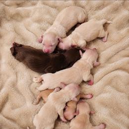 Olive cream male 2 - Cream male Dachshund puppy in Trade, Tennessee from TN Miniature Dachshunds & Basset Hounds