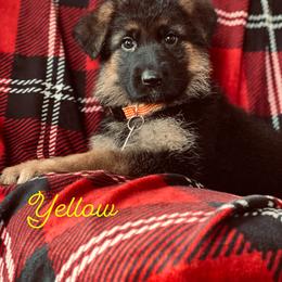 German Shepherd Puppies from S&S German Shepherds
