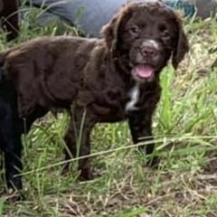 Chesapeake Bay Retrievers and English Cocker Spaniels from Schillings Gun Dogs