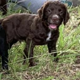 Chesapeake Bay Retrievers and English Cocker Spaniels from Schillings Gun Dogs