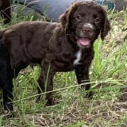 Chesapeake Bay Retrievers and English Cocker Spaniels from Schillings Gun Dogs
