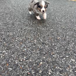 Thunder - Blue merle male Toy Australian Shepherd puppy in Puryear, Tennessee from A&W Toy Aussies