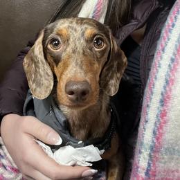 Nala - Dachshund
