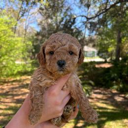 Poppy - Apricot female Goldendoodle puppy in Brooksville, Florida from Abby’s Standard Goldendoodles