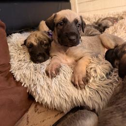 Wish - Wheaten male Irish Wolfhound puppy in Uintah County, Utah from Bingo's Wolfhounds, Lollipop Pomskies