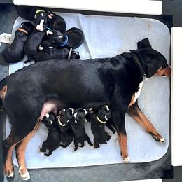Appenzeller Sennenhund Puppies from HussarRidge